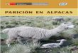 Fol-paricion en alpacasinfoalpacas.com.pe/wp-content/uploads/2018/04/pub_p610_pub.pdf · Las alpacas son pastoreadas conjuntamente con las llamas, ovinos, vacunos e inclusive caballos