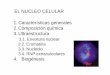 EL NUCLEO CELULAR 1.Características generales 2 ...sb1aaab66bf7bfbb5.jimcontent.com/download/version/1411400372/module... · EL NUCLEO CELULAR Envoltura nuclear Complejo del poro