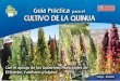 QUINUA - louvaincooperation.org · Seguridad Alimentaria y Medio Ambiente GUÍA PRÁCTICA PARA EL CULTIVO DE LA ... Es un sistema mejorado desarrollado en Bolivia. Se trata de un