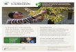 Cómo recolectar información 2GUÍA botánica para la ...globaltrees.org/wp-content/uploads/2014/01/GTC-Gu--a-2-ESP-baja.pdf · Los tallos son las partes principales del brote y