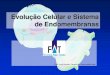 Evolução Celular e Sistema de Endomembranasjvasconcellos.com.br/fat/wp-content/uploads/2012/08/Aula-03.pdf · de diversas proteínas, ... As mitocôndrias são sítios de respiração