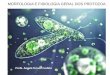 Profa. Angela Terumi Fushita - lapa.ufscar.br e fisiologia geral.pdf · Membrana externa Retículo endoplasmático Ribossomos Lisossomo Endo/exocitose 10 a . MEMBRANA PLASMÁTICA