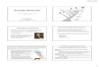 Apresentação do PowerPointlabs.icb.ufmg.br/lbem/aulas/grad/evol/aula21-evolmol1.pdf · Seleção Natural Similaridades aparentes entre marsupiais australianos e mamíferos placentários