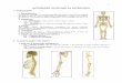 INTRODUÇÃO AO ESTUDO DA OSTEOLOGIA · 2.3.3 – Aberturas: forames magno, oval, láscero, espinhoso, jugular, incisivo e palatino maior, canais do hipoglosso e pterigóideo e poro