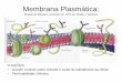 Membrana Plasmática - paulobiologiaifms · Em algumas células, a membrana plasmática mostra modificações ligadas a uma especialização de função. Algumas dessas diferenciações