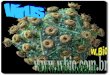 Estrutura típica de um vírus?wbio.com.br/wp-content/uploads/2016/08/Vírus-Wbio-1.pdf · 2017-05-27 · Estrutura típica de um vírus? ... VIRUS CARREGAM INFORMAÇÃO ... ou um