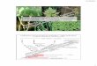 Diversidade das eufilófitas monilófitas (samambaias ... · - raiz, caule e folhas (órgãos vegetativos) - lignina - sistema vascular - esclerênquima, endodermis - esporófitos