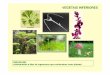 transp Bryophyta 35 [Modo de Compatibilidade]uenf.br/.../transp-Bryophyta-35-Modo-de-Compatibilidade.pdfGrupo Plantae Sabemos que todas as plantas evoluíram a partir de organismos
