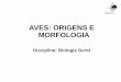 AVES: ORIGENS E MORFOLOGIA - Professor | PUC Goiásprofessor.pucgoias.edu.br/SiteDocente/admin/arquivosUpload/10102/... · Origens • Archaeopteryx lithographica combina características