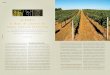 vinícola - artwine.com.br · A Cooperativa Vinícola Aurora, que em 2006 com-pletou 75 anos de vida, é certamente uma referência na história do vinho brasileiro, merecendo citação