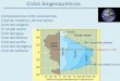 Presentación de PowerPoint - ege.fcen.uba.ar · Ciclos biogeoquímicos Comparaciones entre ecosistemas . Flujo de materia y de nutrientes . Ciclo del oxígeno . El rol del ozono