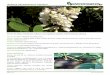 Robinia pseudoacacia (robínia) - invasoras.ptinvasoras.pt/wp-content/uploads/2012/10/Robinia-pseudoacacia.pdf · Florestas-galerias de salgueiro-branco (Salix alba) e choupo-branco