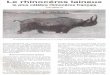 coelodonta rhino pleistocene 247 janvier 1997hybodus.free.fr/min_et_foss/coelodonta_rhino_pleistocene_247... · arrière rotirent. L évêque de Tobolsk fit parve- nir ultérieurement
