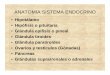ANATOMIA SISTEMA ENDOCRINO - alevazquez.com.aralevazquez.com.ar/archivos/pdfs/Endocrino_I.pdf · Funciones del Sistema Endocrino Crecimiento y desarrollo Control del metabolismo Homeostasis
