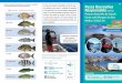 Pesca Recreativa muy vulnerable medianamente vulnerable en ... · introducción de especies invasoras generando desequilibrios eco - lógicos en algunos lugares de la costa mediterránea