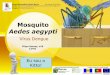 Mosquito Aedes aegypti - ecojaimemoniz.files.wordpress.com ·  . Medidas de Prevenção Pessoal •Fechar as janelas e colocar redes •Usar mosquiteiros em casa