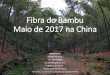 Mercado do Bambu em maio de 2017 na China - agricultura.gov.br · Fibra do Bambu Maio de 2017 na China APROBAMBU Guilherme Korte 011 997119888 aprobambu@gmail.com 08 de junho 2017