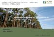DINÂMICA DA OCUPAÇÃO FLORESTAL DO TERRITÓRIO D ... · Plano de Povoamento Florestal Anos 30 - 1972 Fundo Fomento Florestal 1945 ... do FFF Projeto Florestal Português/Banco Mundial