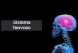 Sistema Nervoso - colegiosacramentinas.com.brcolegiosacramentinas.com.br/.../uploads/2017/11/sistema-nervoso.pdf · É formado por: ... Central Sisterna N Sistema Nervoso Periténco