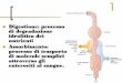 Digestione: processo idrolitica dei nutrienti · L’idrolisi nel tratto digestivo dell’intestino (duodeno) è catalizzata ... processo di degradazione chimica incompleta. La loro