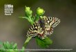 Ribeira de Alportel - Tagis · Árvore ou arbusto comum ... ou “libélula-fantasma” porque ... Uma das primeiras espécies a voar no ano. Espécie considerada