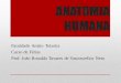 ANATOMIA HUMANA - jvasconcellos.com.brjvasconcellos.com.br/fat/wp-content/uploads/2012/07/Aula-02-AH.pdf · •Plano que divide o corpo humano em metade esquerda e ... Esquelético