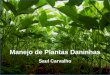 Manejo de Plantas Daninhas - saulcarvalho.com.br · CICLO DE VIDA DAS PLANTAS DANINHAS ANUAIS dispersão. 7. Classificação Biológica - Bianuais