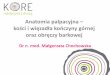 Anatomia palpacyjna - kości i więzadła kończyny górnej ...centrum-kore.pl/wp-content/uploads/2016/01/Anatomia-palpacyjna... · guzek grzbietowy koŠci promieniowej guzek koŠci