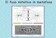 Il fuso mitotico in metafase - 193.205.144.19193.205.144.19/scienze/Ciclo/3.pdf · Fuso mitotico in metafase. 8 Fuso mitotico in anafase •Movimento di cromatidi verso i poli 