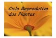 Ciclo Reprodutivo das Plantas - sindcomteresina.com.br · Presença de fruto. Angiospermas Eucalipto Gramíneas Orquídeas Cactos. A Flor. Formação do grão de pólen. Formação