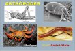 Artrópodes - Ser Digital · PPT file · Web view2011-04-26 · ARTRÓPODES Profº André Maia Características Gerais Apresentam pernas articuladas com juntas móveis. São triblásticos,