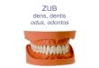 dens, dentis odus, odontos - anatomie.lf2.cuni.cz · Plochy a směry • occlusalis • vestibularis (buccalis/labialis) • lingualis (dolní zuby) palatinalis (horní zuby) •