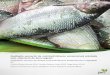 Avaliação sensorial de matrinxã (Brycon amazonicus ...ainfo.cnptia.embrapa.br/digital/bitstream/item/156584/1/CNPASA... · necessidade de importar pescado de outros países. Portanto,