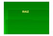 RAIZ - repositorio.geracaoweb.com.brrepositorio.geracaoweb.com.br/20140801_091250raiz_modo_de... · Forma raízes secundárias ou radicelos; COLO Limite entre raiz e caule; MORFOLOGIA