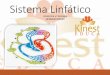Sistema Linfático - kinesteduca.comkinesteduca.com/.../2016/12/Clase-2-Fisiologia-sistema-linfatico.pdf · sistema corporal de cada organismo. Reabsorción Dependiente del proceso