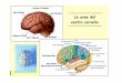 Sistema Nervoso-Le aree del cervello - liceocuneo.itliceocuneo.it/oreggia/wp-content/uploads/sites/14/Sistema-nervoso... · integrazione tra il sistema limbico, il cervello e vari
