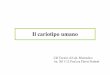 Il cariotipo umano - DNAapollo11.isto.unibo.it/Tecnicidilaboratorio/Cariotipo.pdf · Metacentrico 2. Submetacentrico 3. Acrocentrico 4. Telocentrico (no nell’uomo) 1. 2. 3. Cromosomi