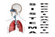 Sistema respiratrio 2016 Modo de Compatibilidade respiratrio...Faringe Laringe Cavidade comum ao sistema digestório e ... Brônquios e bronquíolos ... nos alvéolos pulmonares