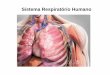 Sistema Respiratório Humano - santainesrs.com.br · ... passa pela faringe, laringe, traqueia, pelos brônquios, bronquíolos e chega aos alvéolos pulmonares. ... Estruturas do