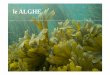 Alghe (lezione 2013-2014) Ceschin [modalità compatibilità]europa.uniroma3.it/biologia/documenti/b53ff355-e6af-457a-8744-1c8... · Comprendono organismi unicellulari che possono