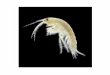 Phylum: Ordine: Amphipoda Famiglia: Gammaridae - Life Seresto · Phylum: Arthropoda Subphylum: Crustacea Classe: Malacostraca Ordine: Amphipoda Famiglia: Gammaridae Genere: Gammarus