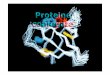 Le proteine - ermialuthien.altervista.orgermialuthien.altervista.org/PoloCMedicina/Lezione2_proteine.pdf · tessuto connettivo ; la matrice svolge la funzione di impalcatura di supporto