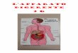 L’apparato - Istituto Comprensivo Est 1 · ghianbole fegato intestino tenoe mario e simone esofago stoma co b*nceeas intestno crasso