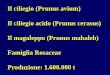 Il ciliegio (Prunus avium) Il ciliegio acido (Prunus ... · Sceltn della cultivar buona impallinante: di ciascuna culhivar si indica I'epoca fiorirura e cultiv01 Tab. 5.1. buone impollinanri