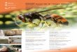 Jornada tècnica Gestió local de la vespa asiàtica³_local... · de la vespa asiàtica De 9.30 a 10.20 h Visió general dels coneixements obtinguts a França sobre la vespa asiàtica