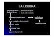 LA LEBBRA - paleopatologia.it lebbra.pdf · • caso dalla necropoli longobarda di Vicenne (Molise) del VII-VIII secolo d.C. ... Buona alimentazione sviluppo lento della malattia