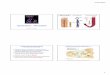 Citoscheletro – Microtubuli · 07/01/2016 1 Citoscheletro – Microtubuli Biotecnologie Microtubuli Microfilamenti Filamenti intermedi FUNZIONE MICROTUBULI (G.Karp: Biologia cellulare