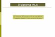 Il sistema HLA - elearning.uniroma1.it · amminoacidi delle proteine è definito codice genetico. In tutti gli organismi, dai batteri alle piante agli animali, i geni presenti nel