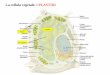 La cellula vegetale: i PLASTIDI - autistici.org La cellula... · Cloroplasti Leucoplasti cromoplasti • sede della fotosintesi ... della clorofilla, dei carotenoidi, via di assimilazione