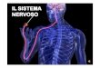 Sistema nervoso centrale · e alle vie motrici 1 muscoli) posteriori arrivano fasci di fibre nervose che trasportano gli impulsi che arrivano dagli organi di senso una struttura allungata